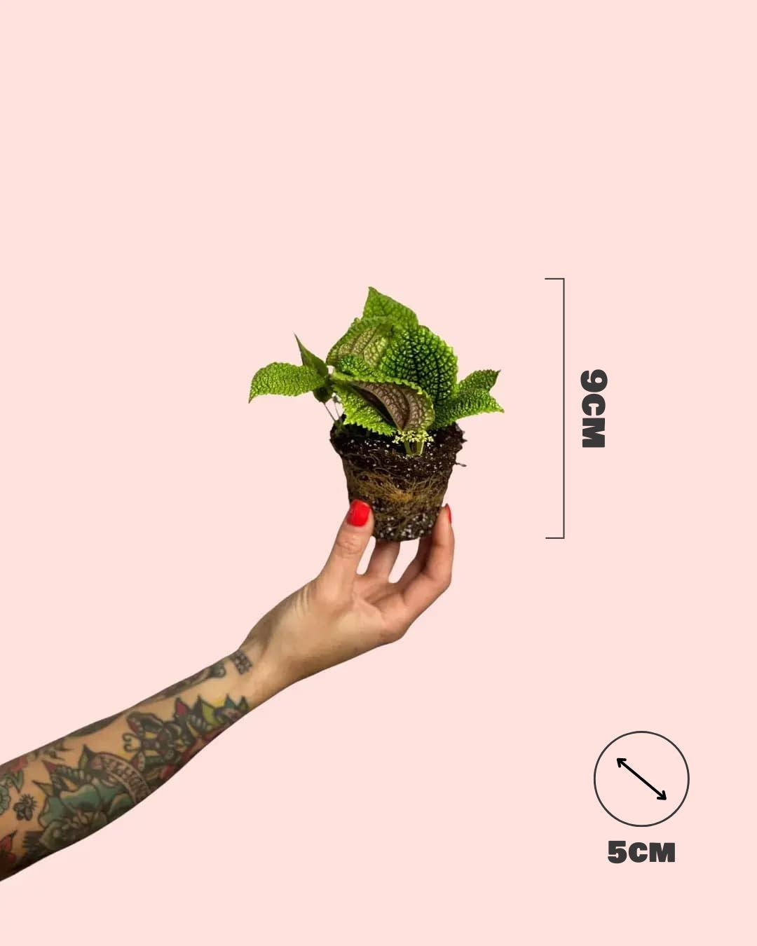 pilea-moon-valley-mini-size