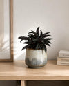 Pilea Norfolk Mini - Pur Plant