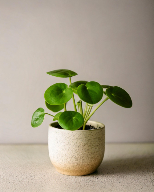 pilea-peperomioides-bebe-minimin_2