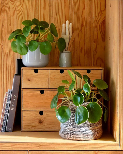 Pilea Peperomioides M - Pur Plant