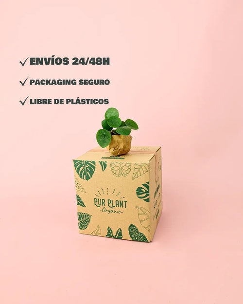 Pilea Peperomioides M - Pur Plant