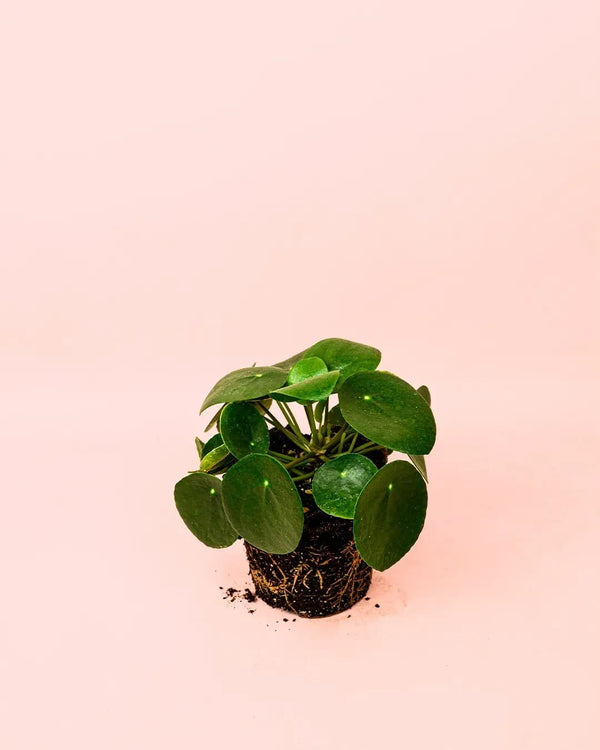 Cómo Cuidar Pilea Peperomioides