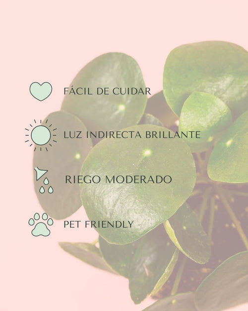 Pilea Peperomioides M - Pur Plant