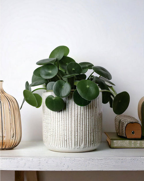 Pilea Peperomioides M - Pur Plant