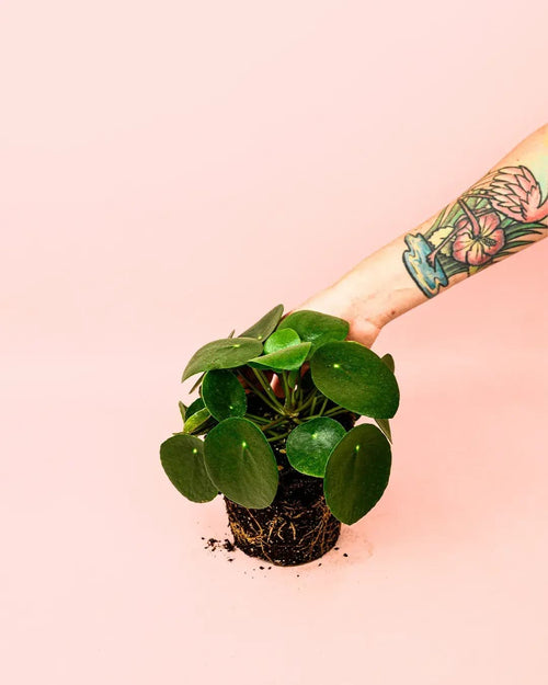 Pilea Peperomioides M - Pur Plant