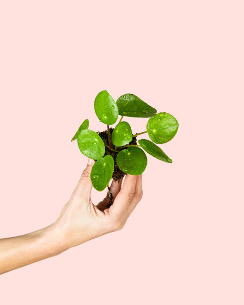Pilea Peperomioides Mini - Pur Plant