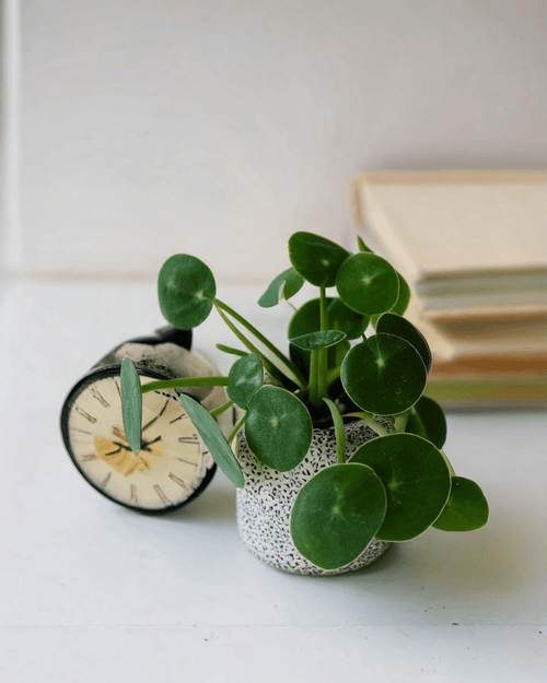 Pilea Peperomioides Mini - Pur Plant