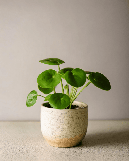 Pilea Peperomioides Mini - Pur Plant