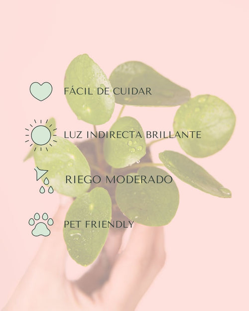 Pilea Peperomioides Mini - Pur Plant
