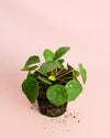 Pilea Peperomioides Sugar M - Pur Plant