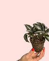 Pilea Spruceana Plata Mini - Pur Plant