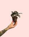 Pilea Spruceana Plata Mini - Pur Plant