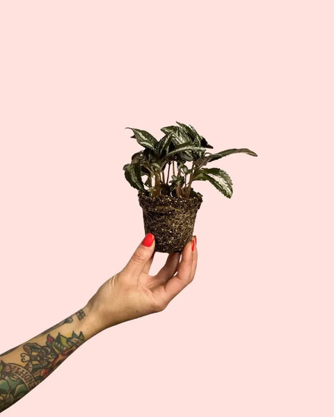 Pilea Spruceana Plata Mini