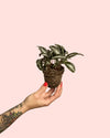 Pilea Spruceana Plata Mini - Pur Plant