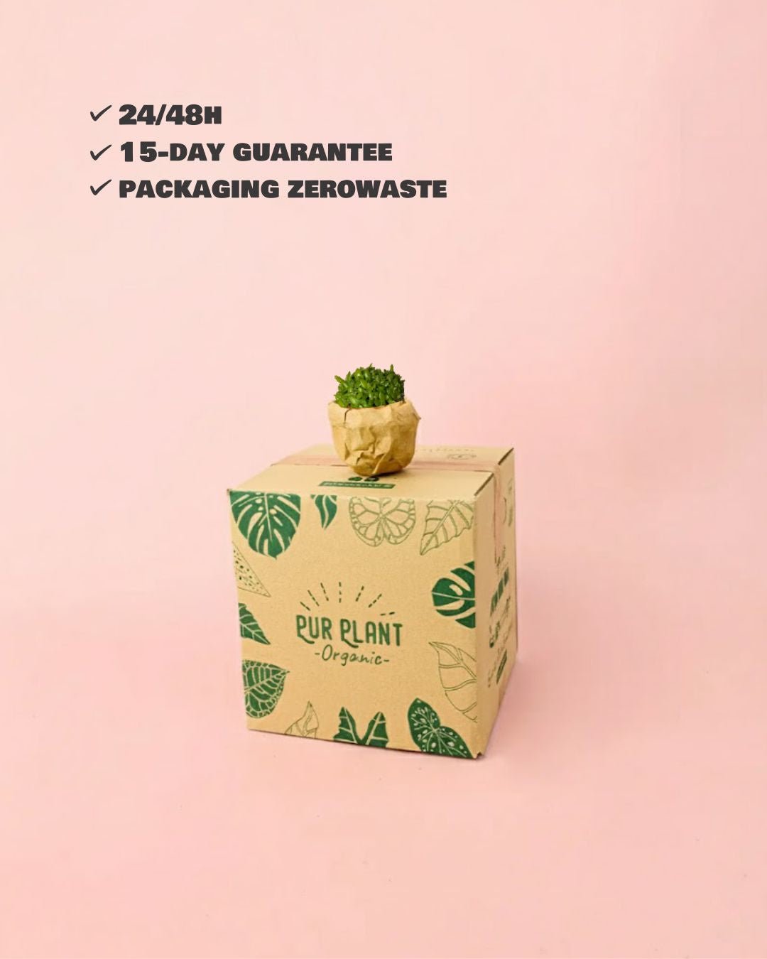 Pitaya Mini – Cactus Hylocereus - Pur Plant