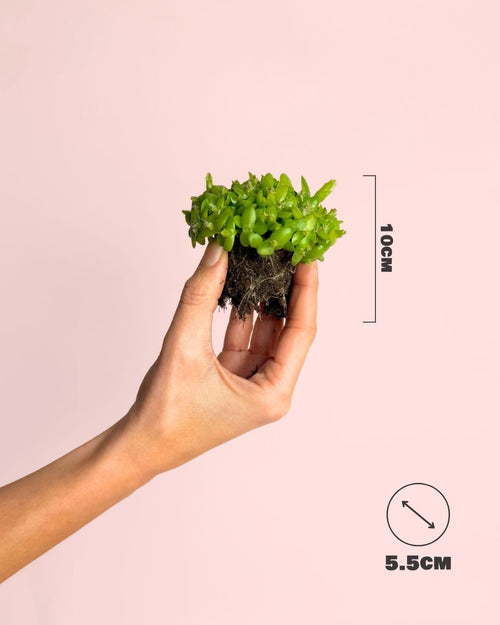 Pitaya Mini – Cactus Hylocereus - Pur Plant