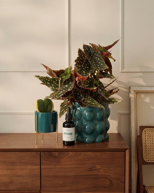 Plant Food – Comida para Plantas Interior 50ml