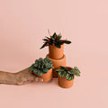 Planta Bebé Gratis Random