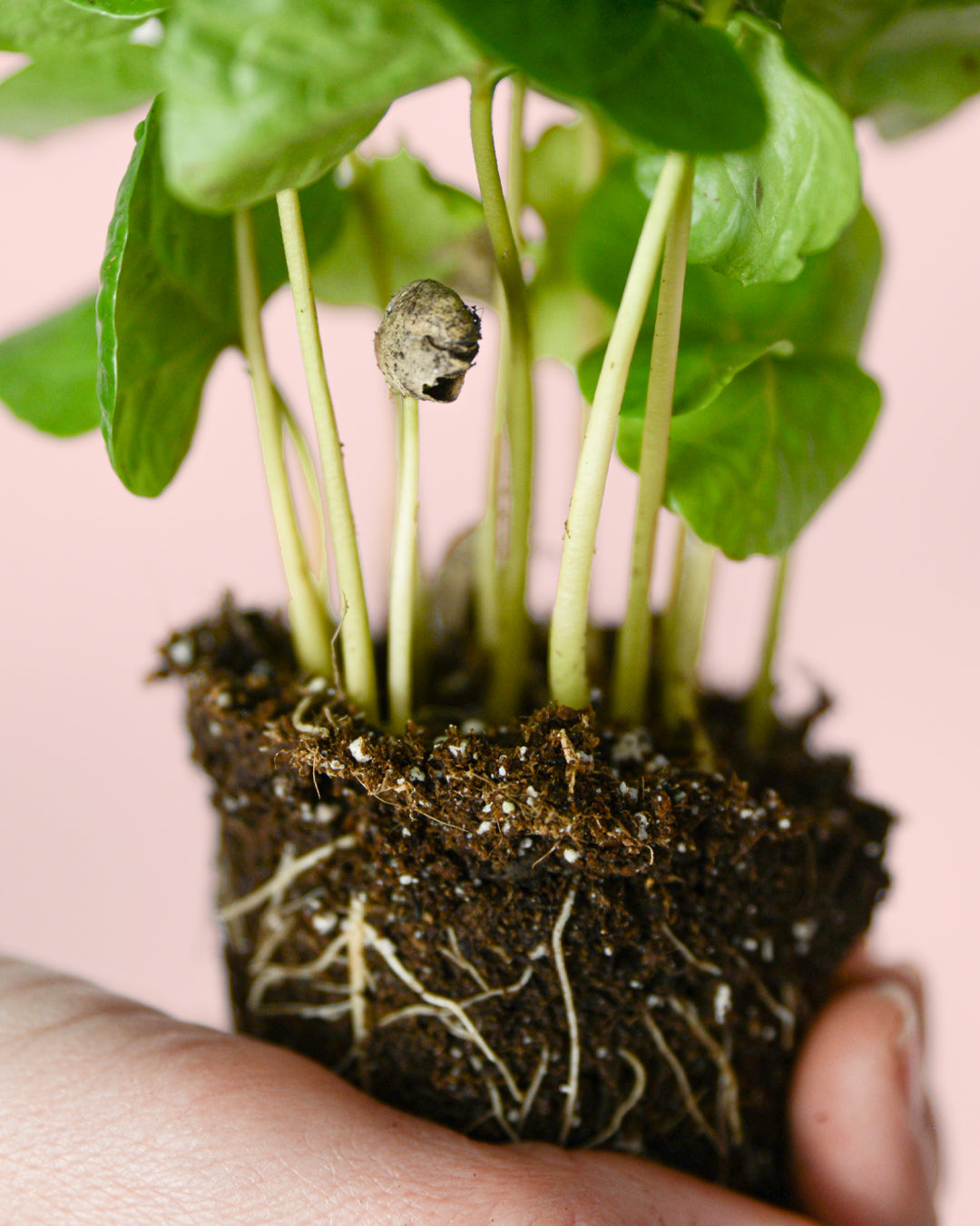 Planta del Café Arabica Mini