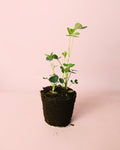 Planta del Cacahuete M