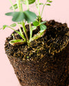 Planta del Cacahuete M - Pur Plant