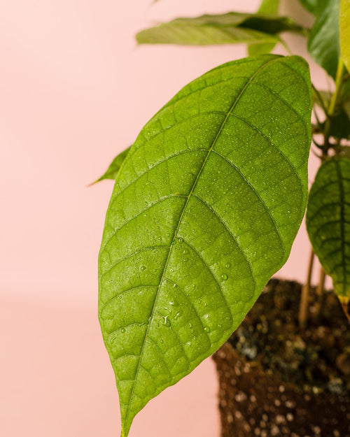 Planta del Cacao M - Pur Plant