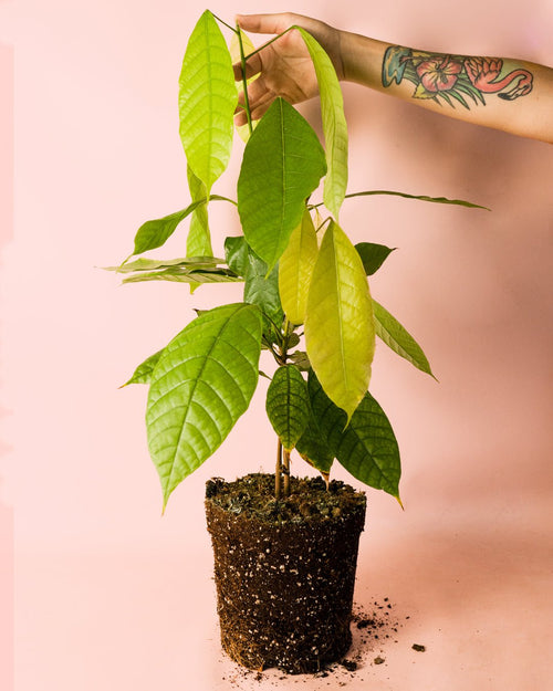 Planta del Cacao M - Pur Plant