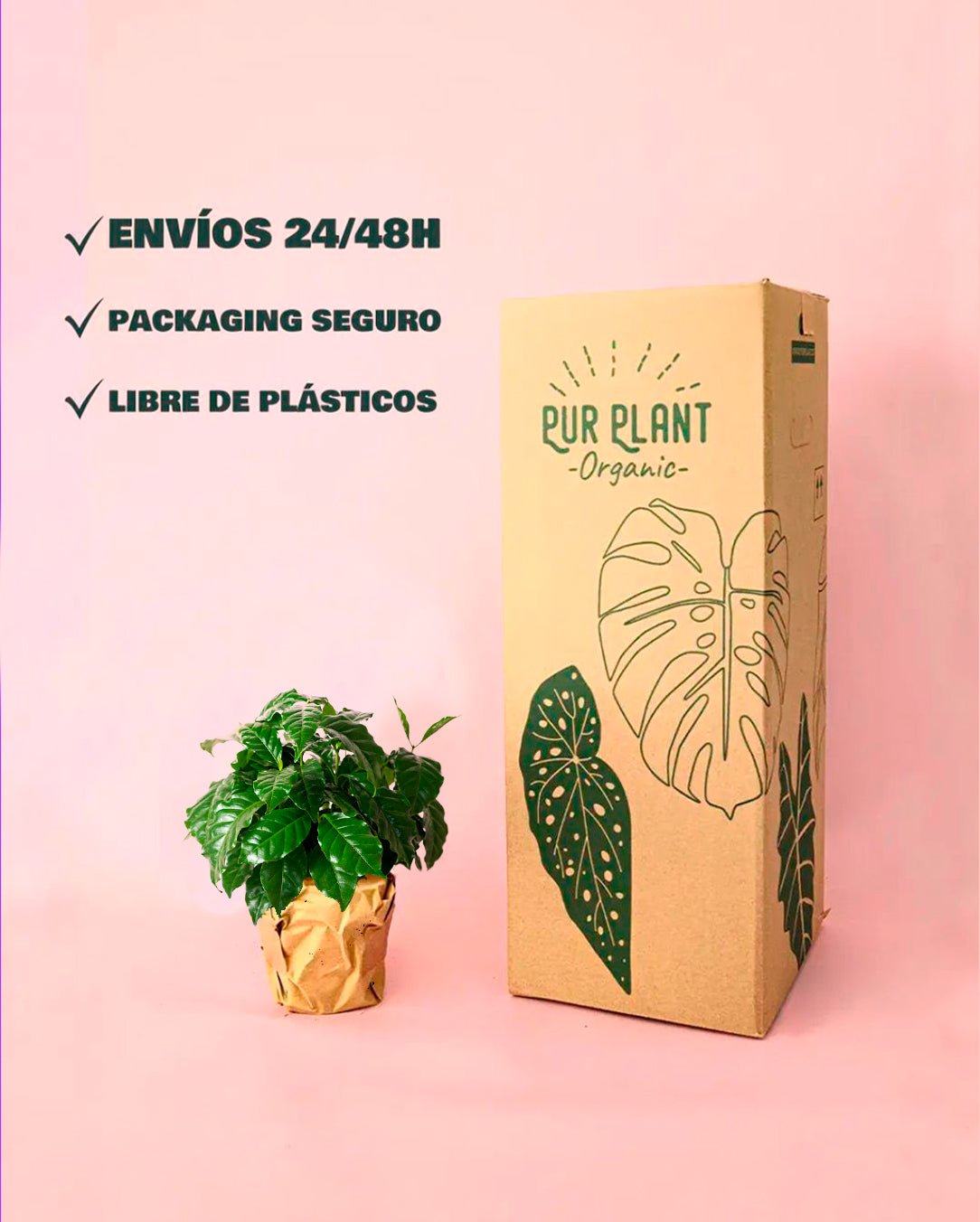 Planta del Café Arábica M - Pur Plant