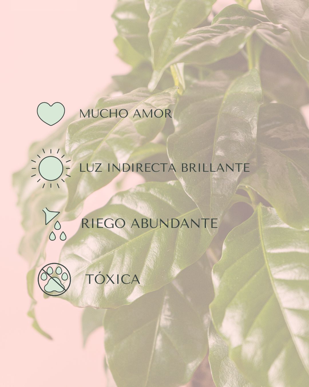 Planta del Café Arábica M - Pur Plant