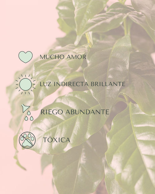 Planta del Café Arábica M - Pur Plant