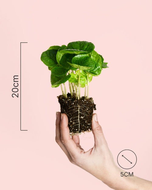 Planta del Café Arabica Mini - Pur Plant