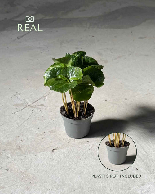 Planta del Café Arabica Mini - Pur Plant