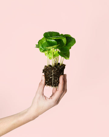 Planta del Café Arabica Mini