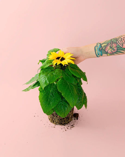 Planta del Girasol M - Pur Plant