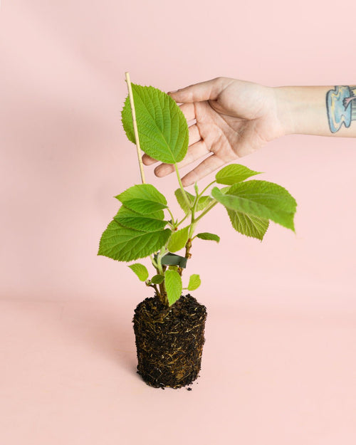 Planta del Kiwi - Pur Plant