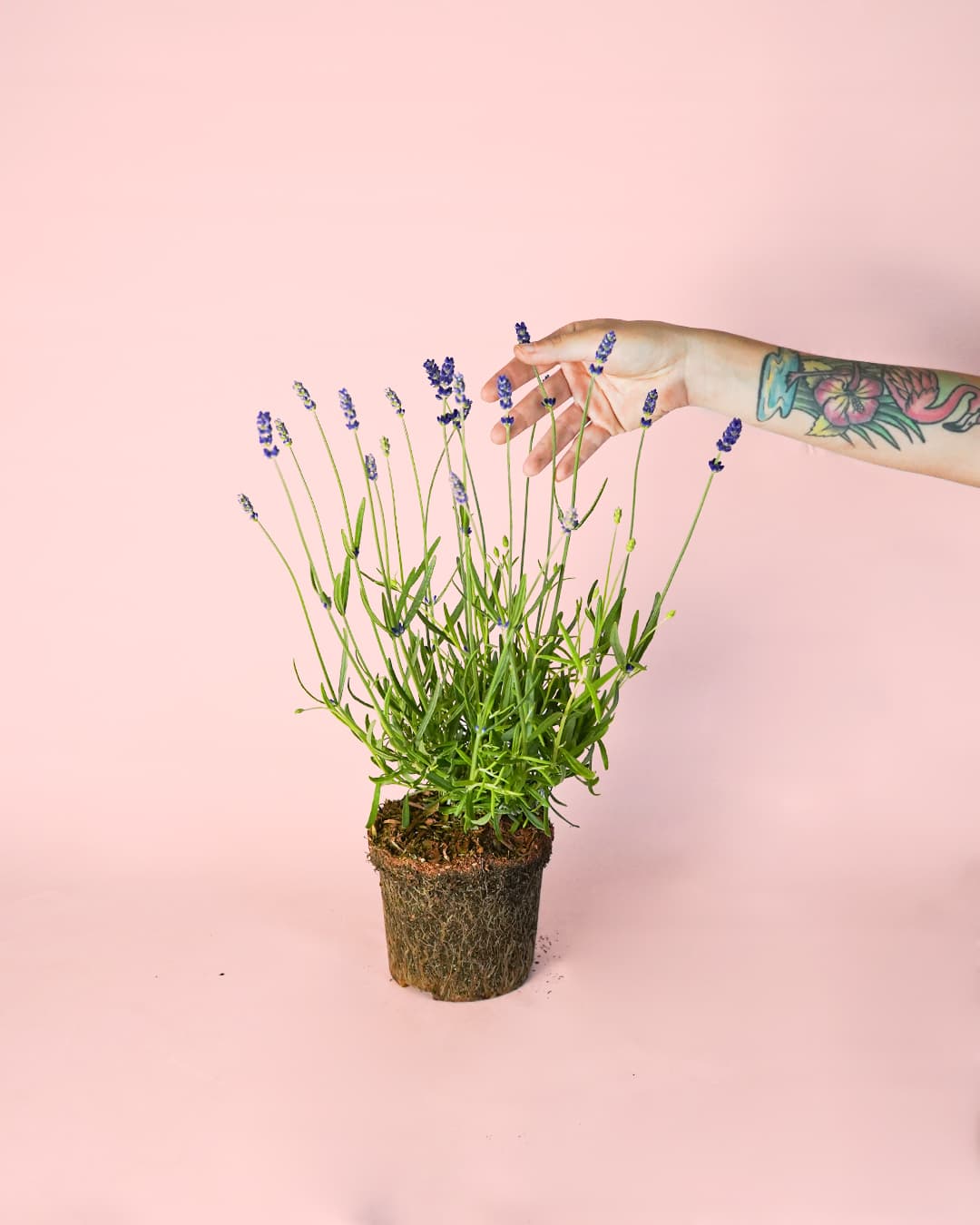 planta lavanda morada