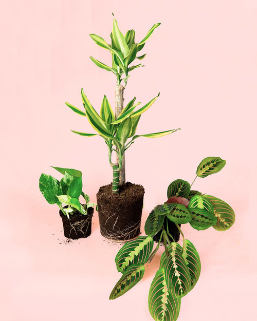 Pack 3x Plantas Medianas Fáciles de Cuidar