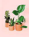 plantas-medianas-resistentes-macetas_2