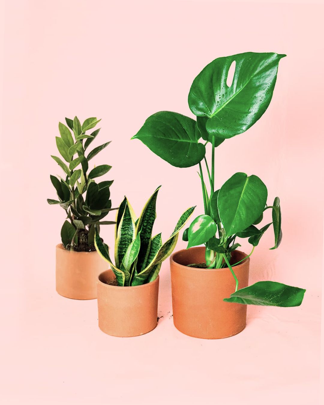 plantas-medianas-resistentes-macetas_2