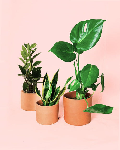 Pack 3x Plantas Medianas Resistentes