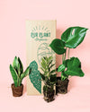 plantas-medianas-resistentes-packaging_2