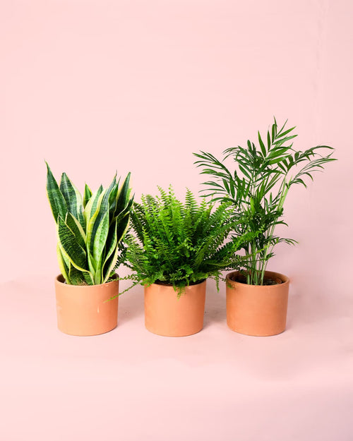 Pack 3x Plantas Purificadoras de Aire
