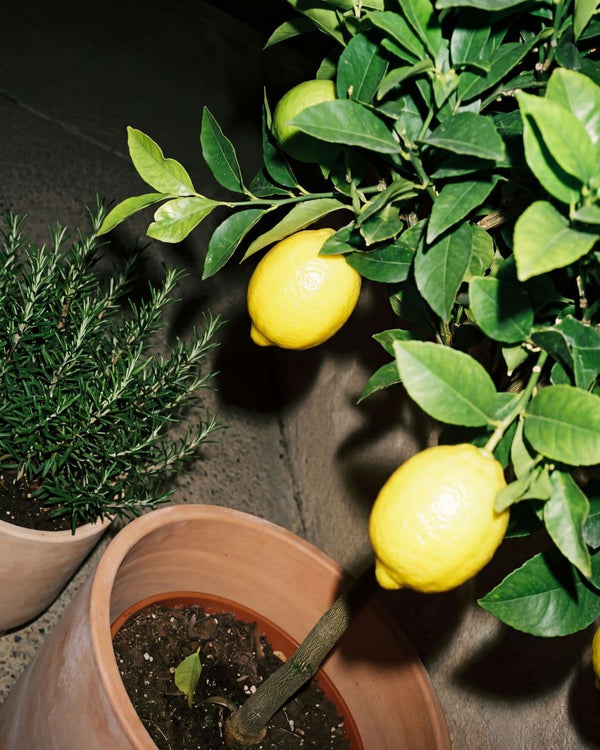 Black Plantas Exterior