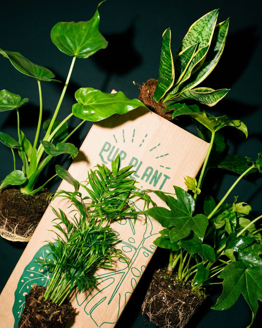 Black Friday en Plantas de Interior