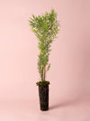 Donación Plantón de Árbol Autóctono · Reforestación