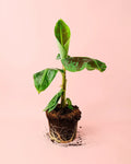 Platanera Musa