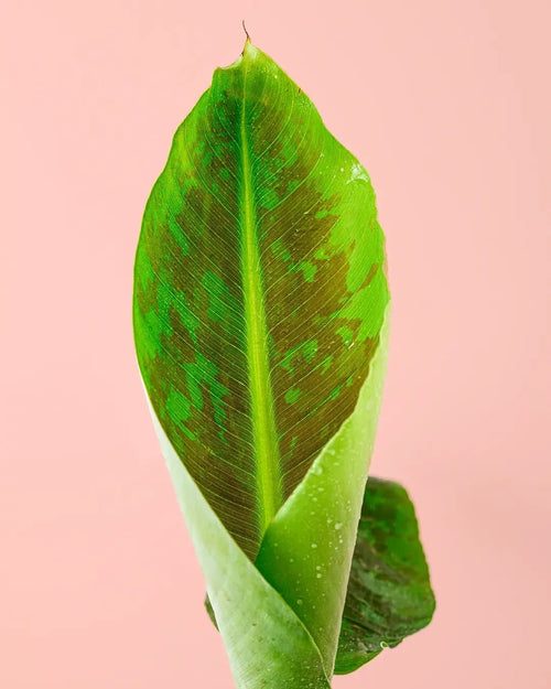 Platanera Musa - Pur Plant