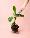 Platanera Musa - Pur Plant