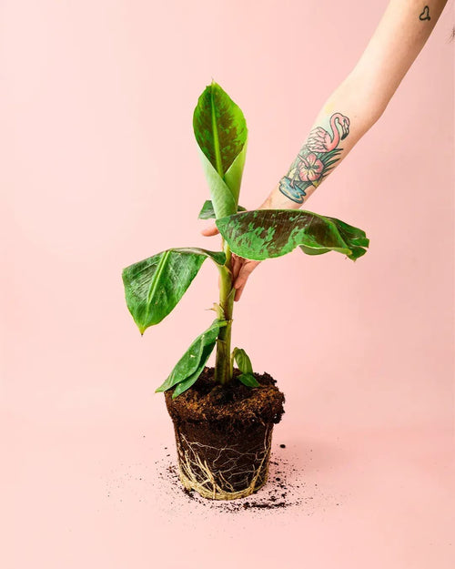 Platanera Musa - Pur Plant