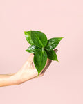 Platanera Musa Mini